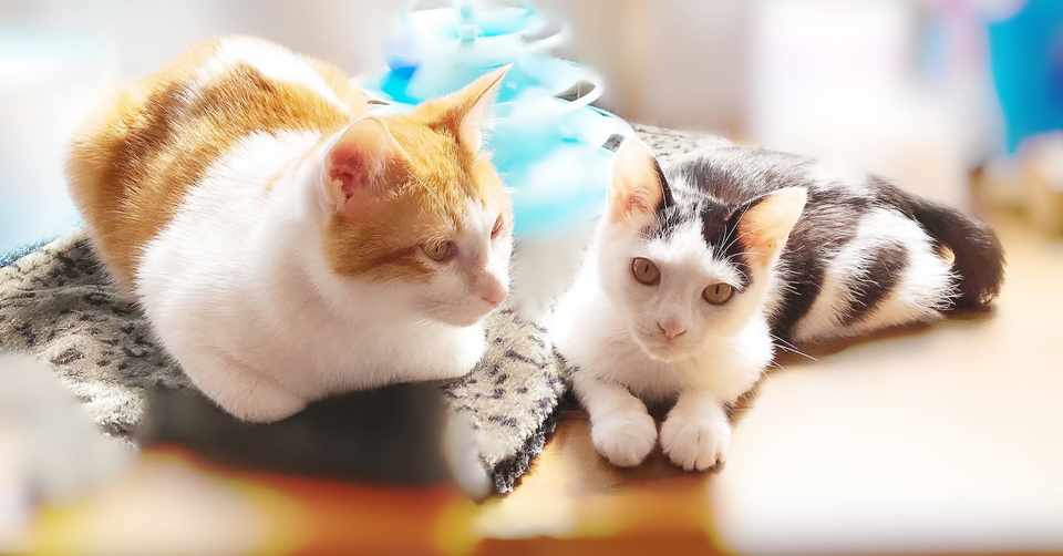 猫に癒される日々 ゆず Note