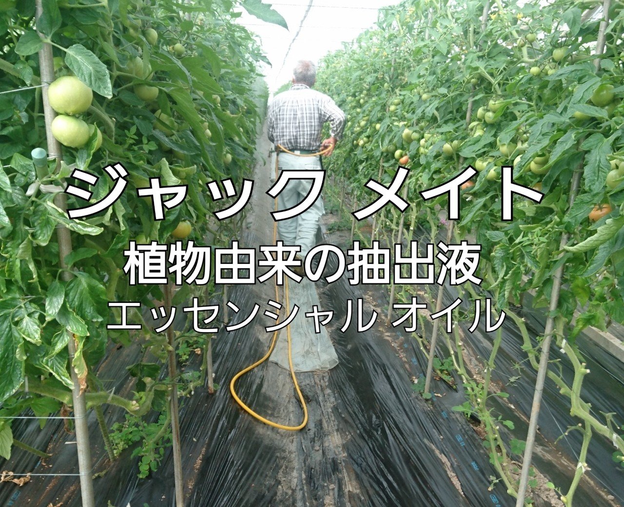 ニームオイルで抗菌と虫よけ 伸ヒツロ 高品質に多収メソッド Note ニームオイルで抗菌と虫よけ 伸ヒツロ 高品質に多収メソッド Note