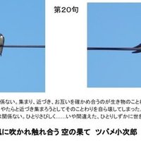 なりきりさんまい Feel Walk 俳キング みつかる わかる なりきりラジオ Note