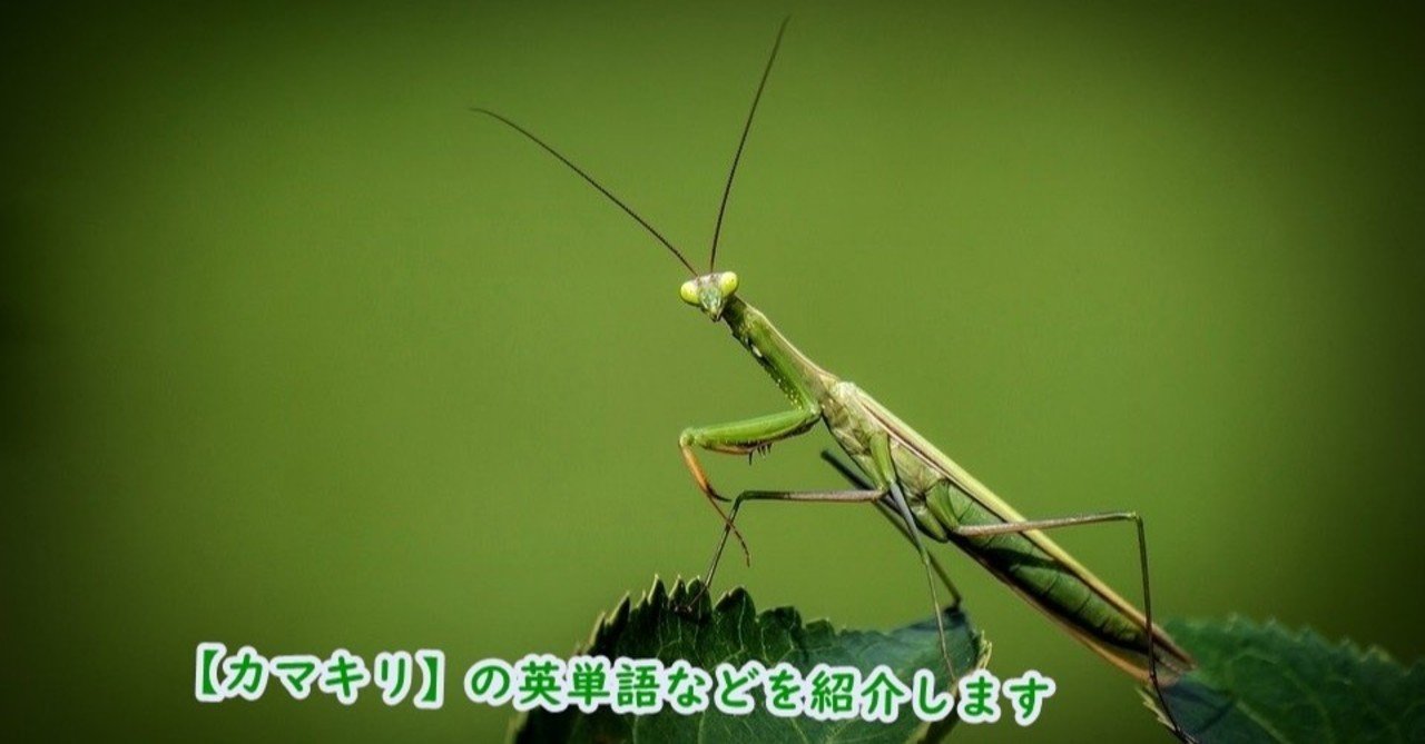 Mantis の新着タグ記事一覧 Note つくる つながる とどける