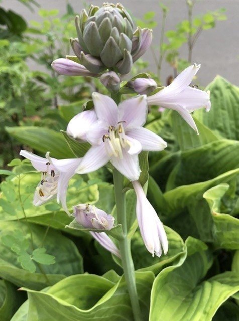 札幌 6月の花 第4弾 繁富 麻裕 Mayu Shigetomi Note