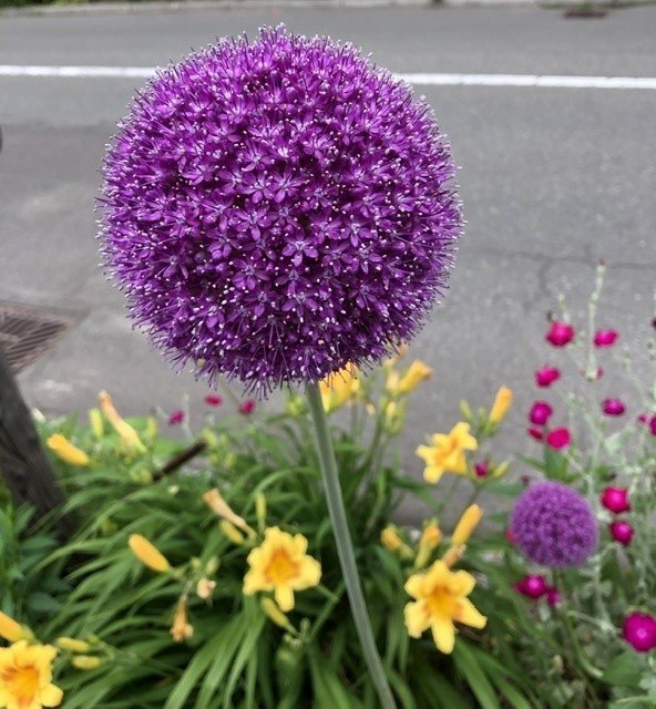 札幌 6月の花 第4弾 繁富 麻裕 Mayu Shigetomi Note 札幌 6月の花 第4弾 繁富 麻裕 Mayu Shigetomi Note