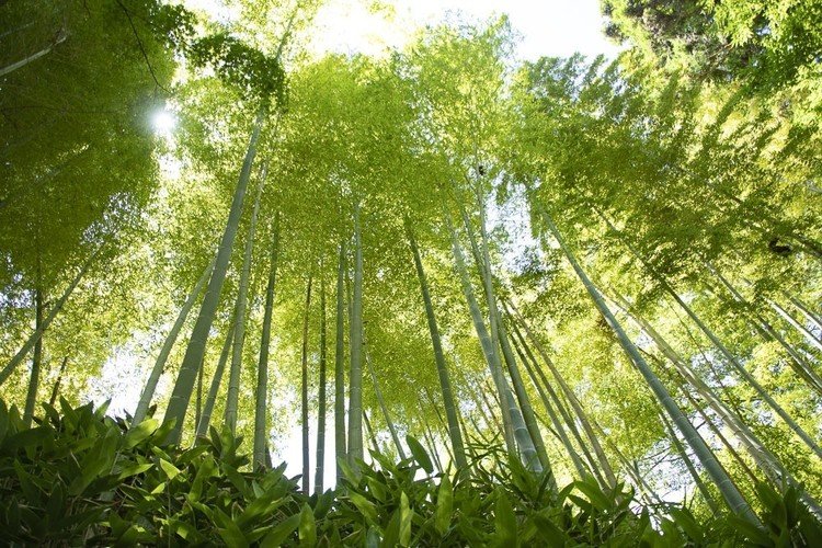 円覚寺の奥のほうの竹林