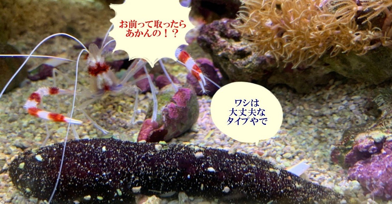 003 海鼠と漁業権 G組飼育係 Note