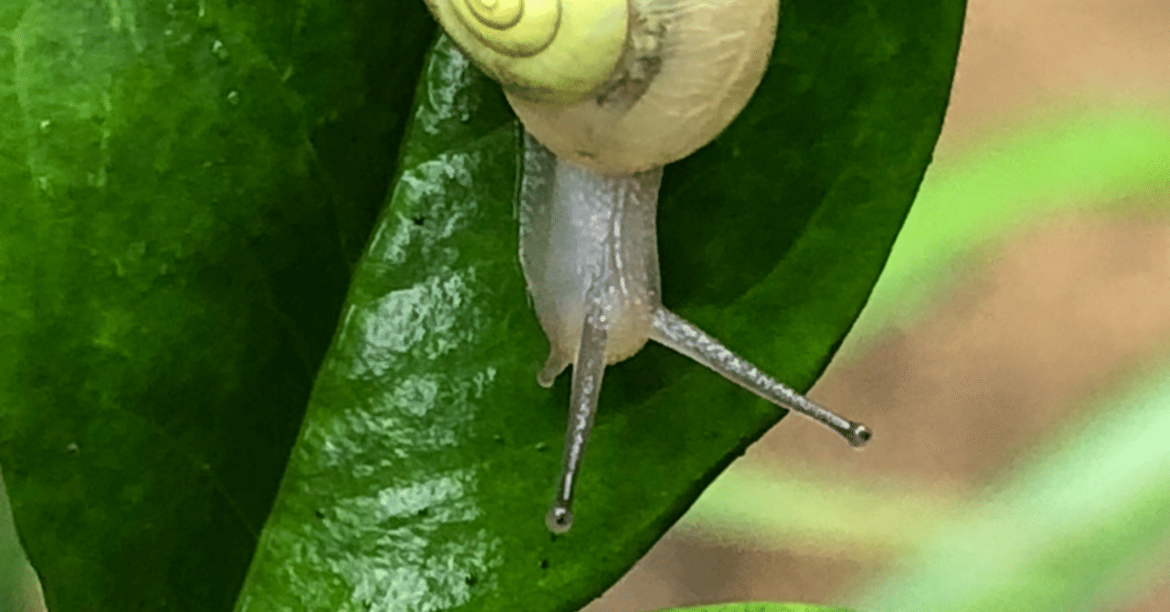 蝸牛の歩み Maa Note 蝸牛の歩み Maa Note