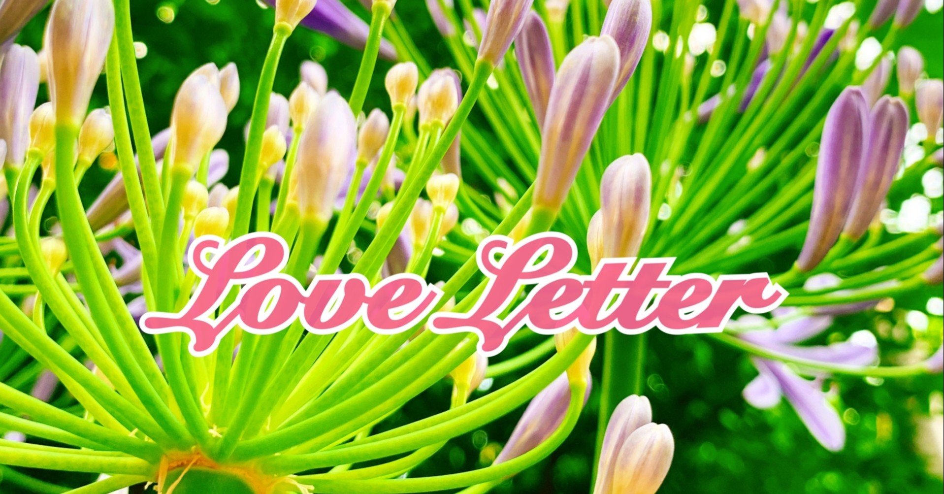 アガパンサス あなたのことが好き この想いを手紙に込めて 届けこの想い Ayum Note