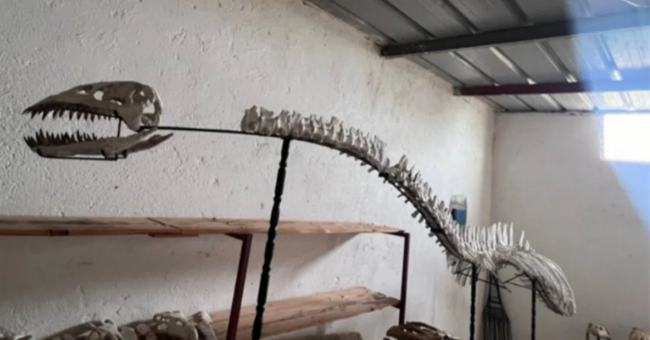 44.巨大プレシオサウルス類の全身骨格（Plesiosaur skeleton）｜【恐竜