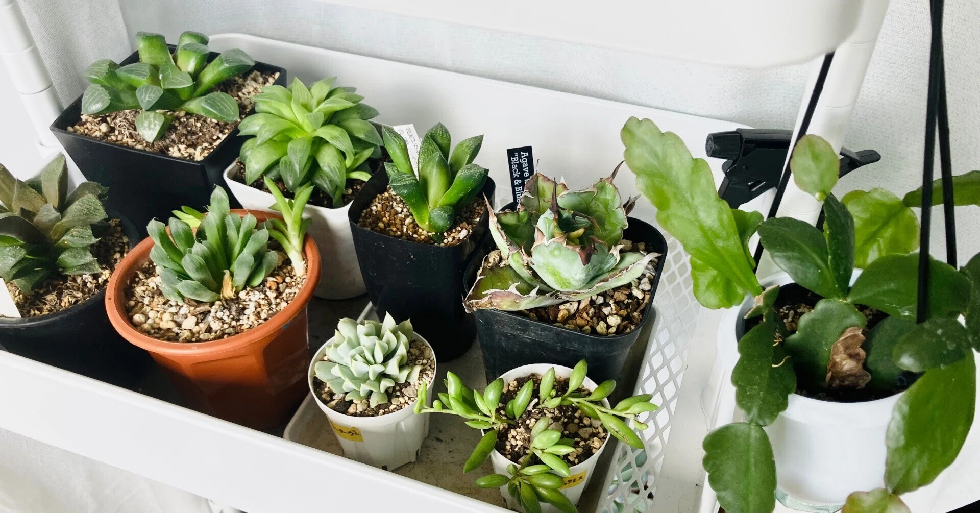 7月の植物日記・アガベとか買った｜くさかべ