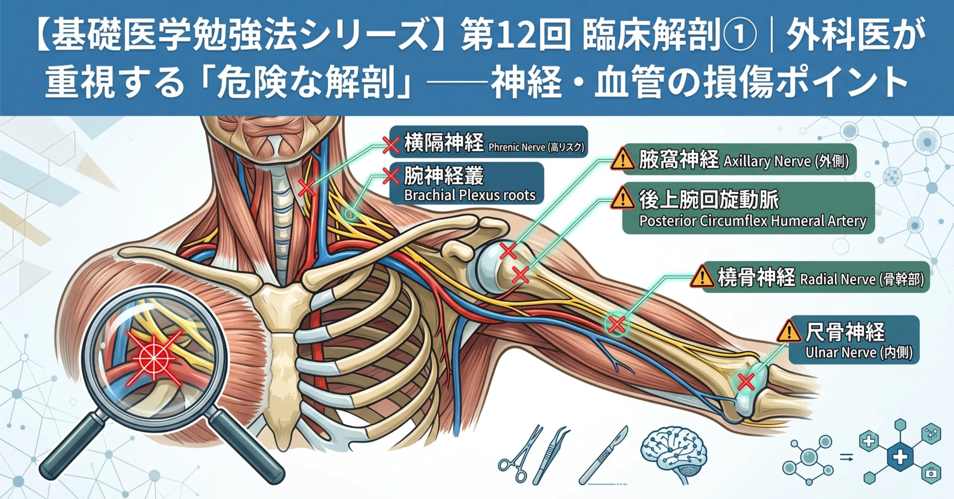 基礎医学勉強法シリーズ】第12回臨床解剖①｜外科医が重視する「危険な