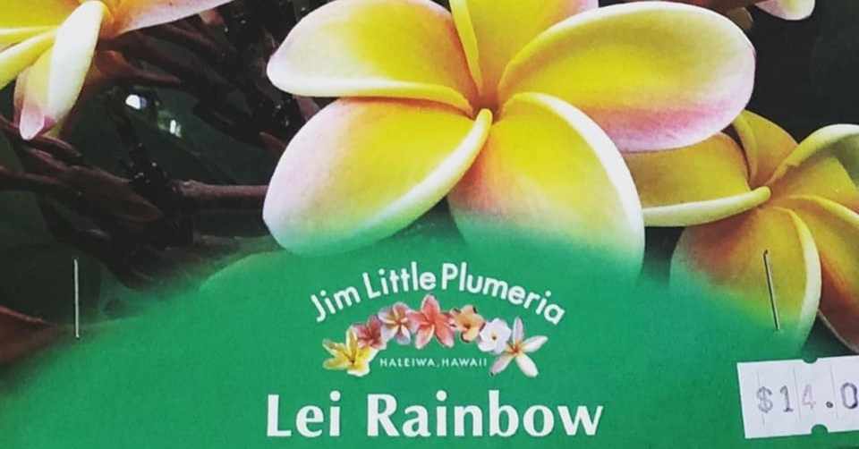 ハワイ土産のプルメリアの挿し木を育てる日記 1日目 つや Note