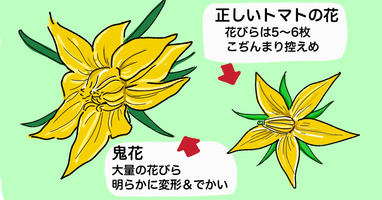 畑日記＃10】トマトに花びらの多い変な花（鬼花）が咲いたら｜hontabe