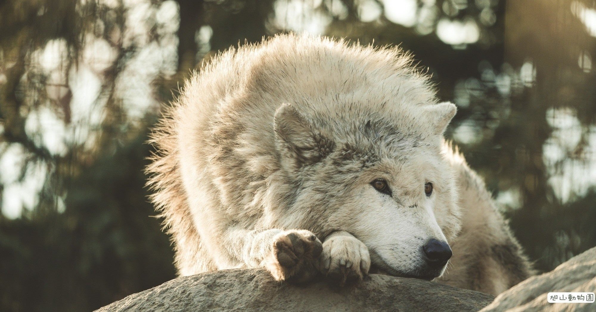 ペストと銀の神聖化 狼男伝承から学ぶ マナビ研究室 九歯大発youtube Note