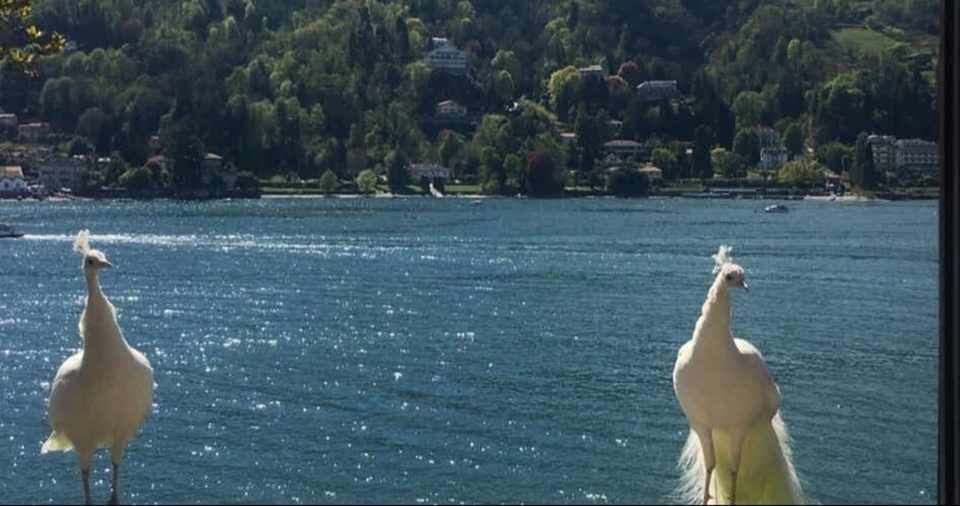 マッジョーレ湖 Lago Maggiore ボッロメオ宮殿 Palazzo Borromeo 湖に浮かぶ宝石箱のような庭園 Nao Masunaga Note