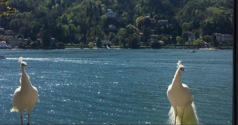 マッジョーレ湖 Lago Maggiore ボッロメオ宮殿 Palazzo Borromeo 湖に浮かぶ宝石箱のような庭園 Nao Masunaga Note