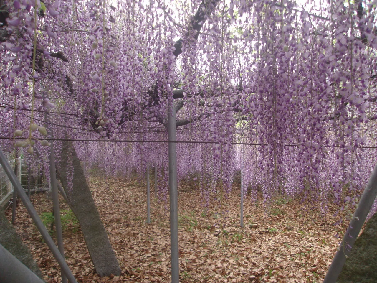色あひふかく 花房長く咲きたる藤の花松にかかりたる 霞 Note