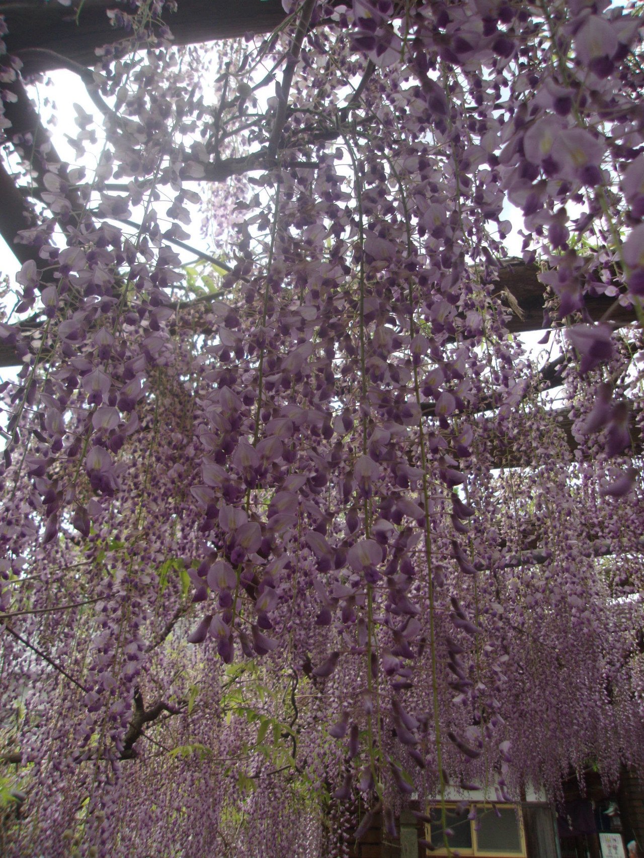 花言葉が怖いって言うけど 俺はその位でちょうど良いよ こっちこそ 離れたくないから 霞 Note