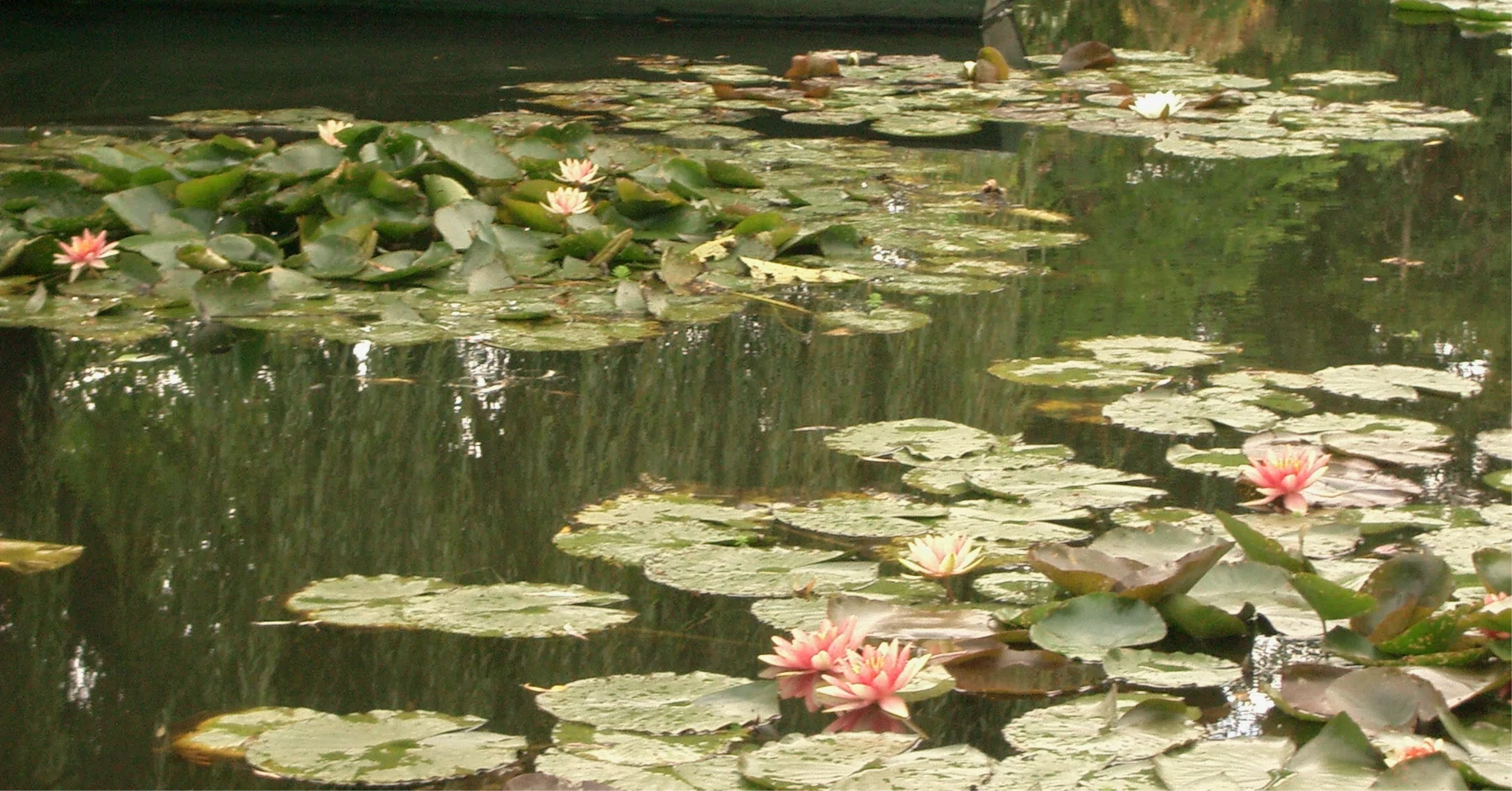 光の意味を知った日｜絵画の向こう側 〜 ジヴェルニー モネの庭
