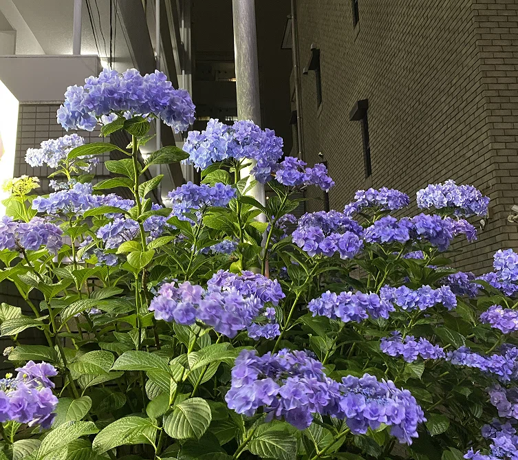 紫陽花 朔 Note