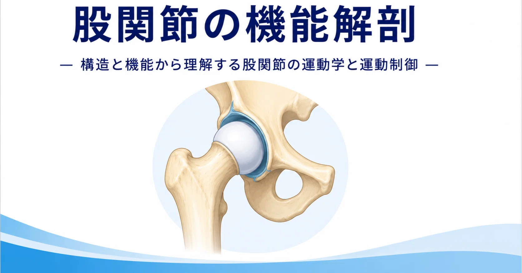 股関節の機能解剖 完全ガイド～評価・運動学・運動制御から理解する