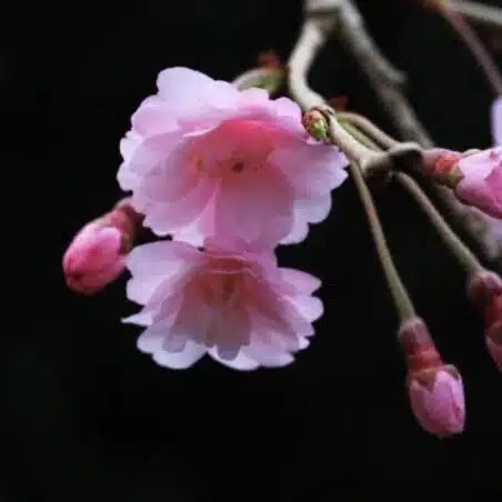 齋藤淳子