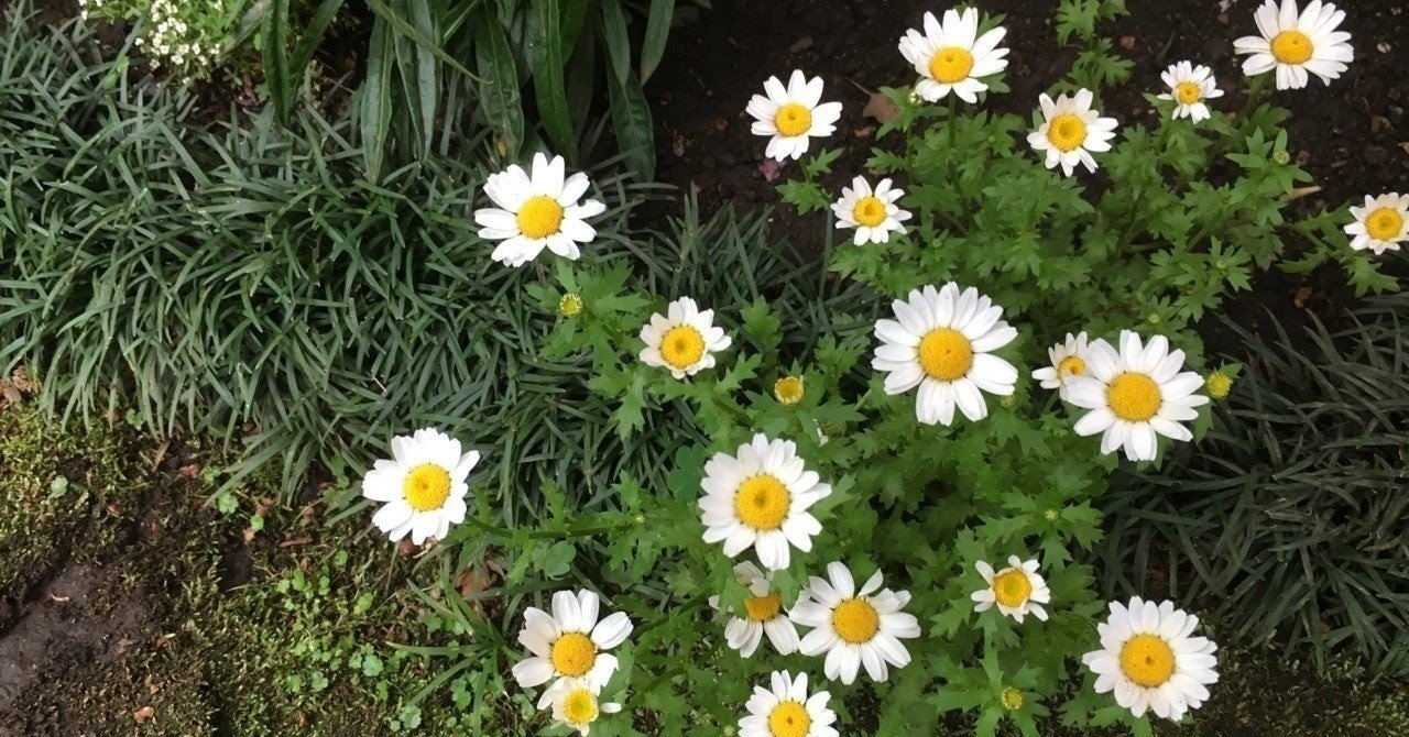 必見 周りに流されやすい人の特徴 結論 気にすることはない 個人的point コジポン note