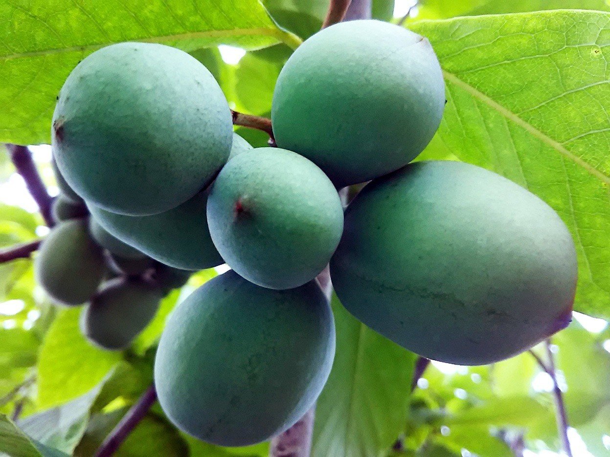 果物畑の様子 野菜畑の様子 スー Note 果物畑の様子 野菜畑の様子 スー Note