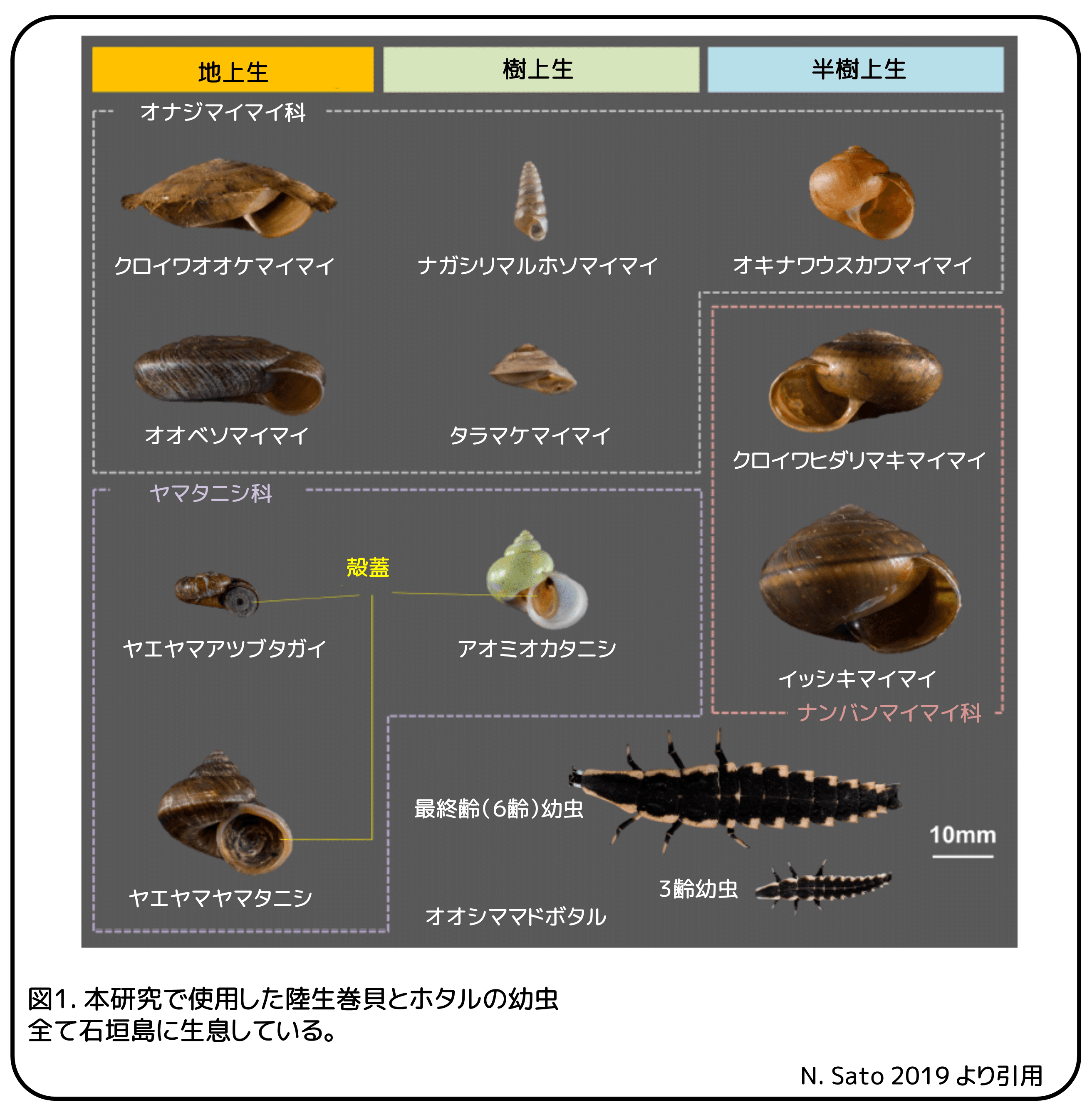 オオシママドボタル幼虫のエサ取り 木に登ればエサいっぱい 論文紹介 かわいせーざん 基礎研究っておもしろい 生物編 Note オオシママドボタル幼虫のエサ取り 木に登ればエサいっぱい 論文紹介 かわいせーざん 基礎研究っておもしろい 生物編 Note