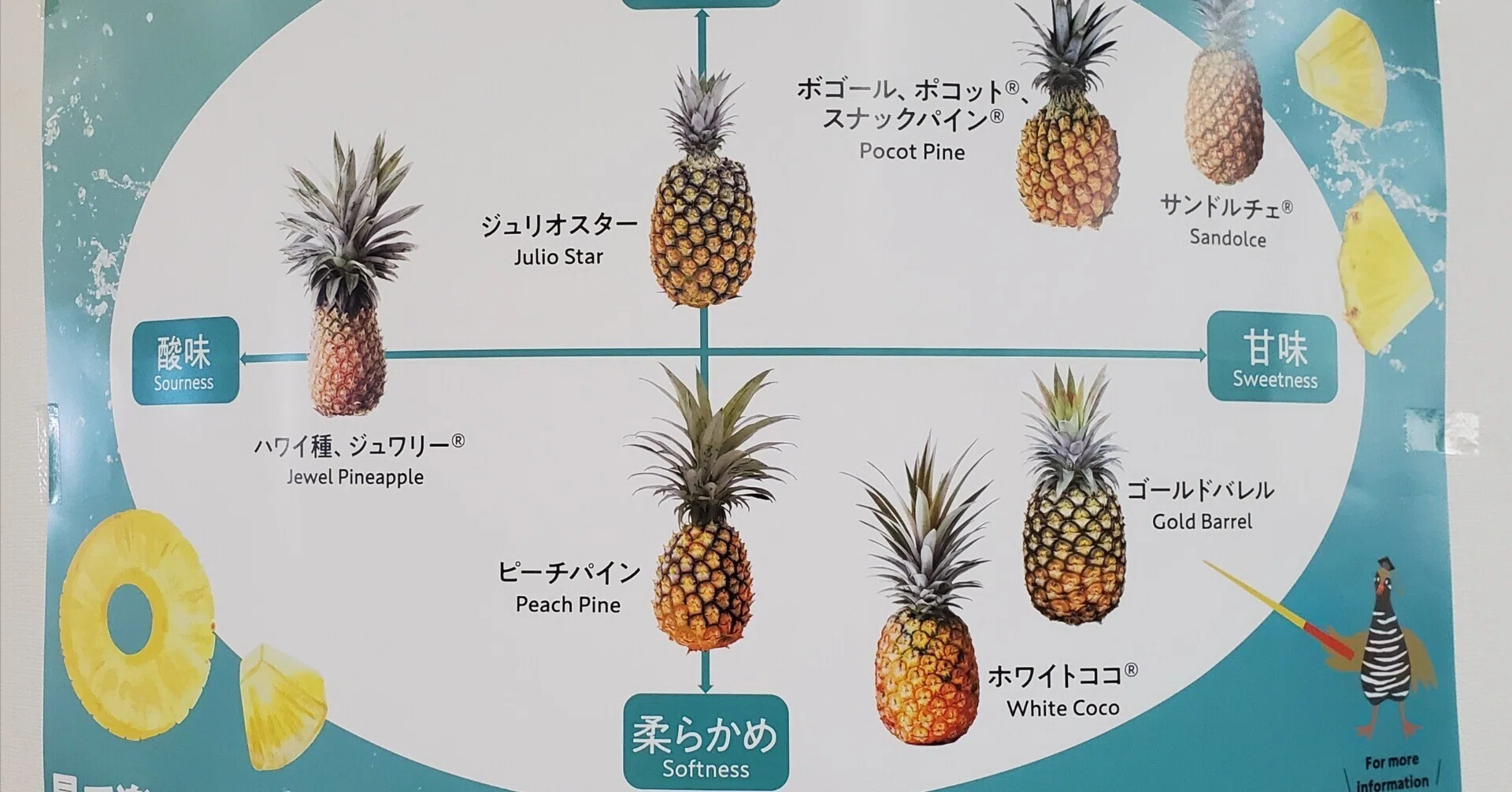 スーパーでは絶対に教えてくれないパイナップルの品種」｜若海 秀隆