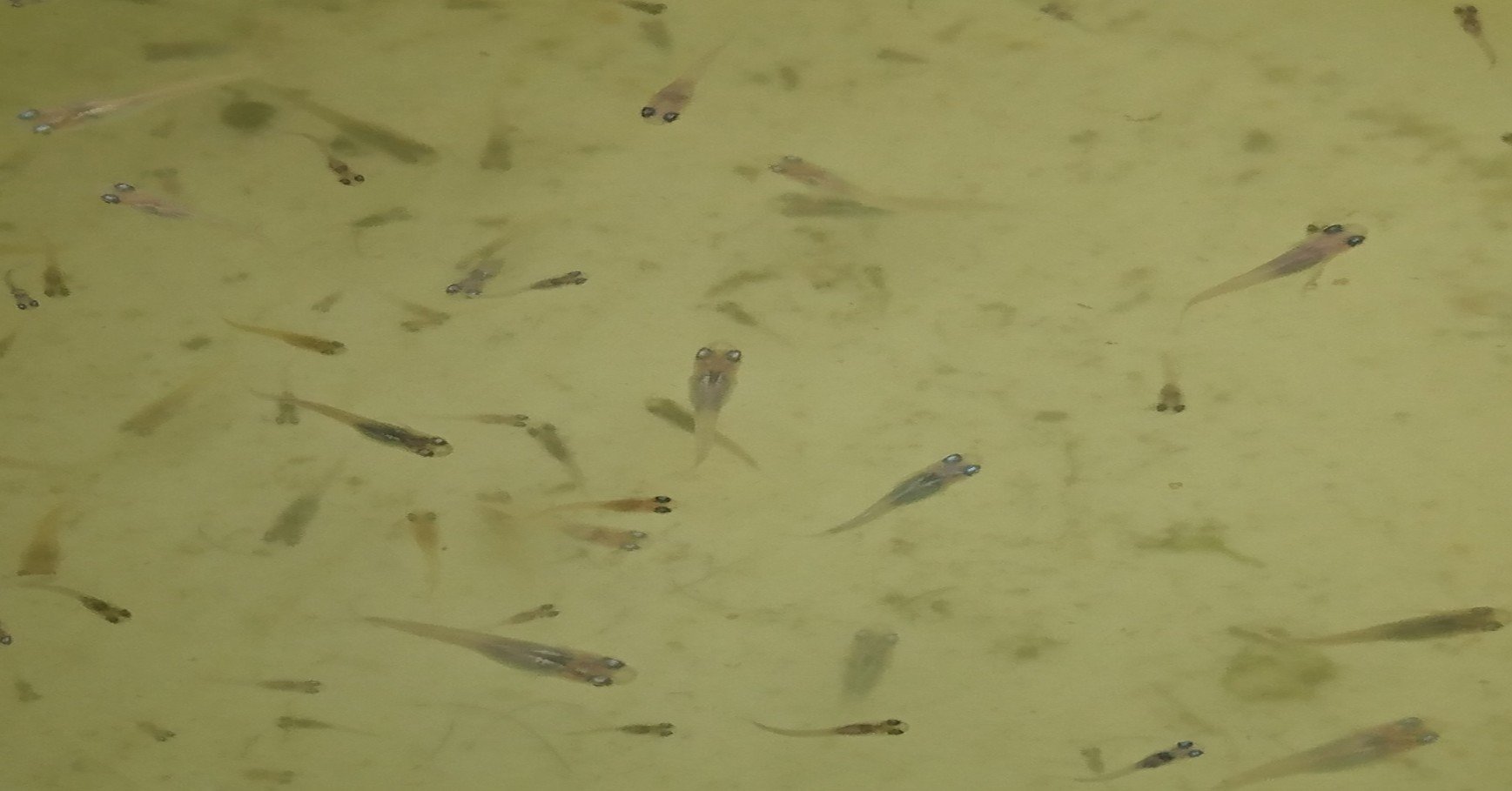 400匹ほどいたメダカの稚魚が数十引きに減ってた おじたんマン Note 400匹ほどいたメダカの稚魚が数十引きに減ってた おじたんマン Note