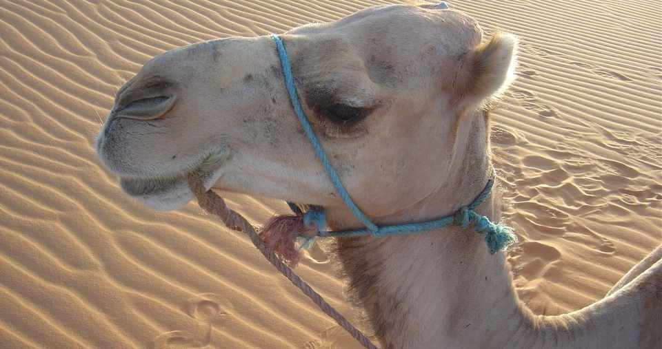 ラクダの目 モロッコ ちる 海外の旅が好き Note