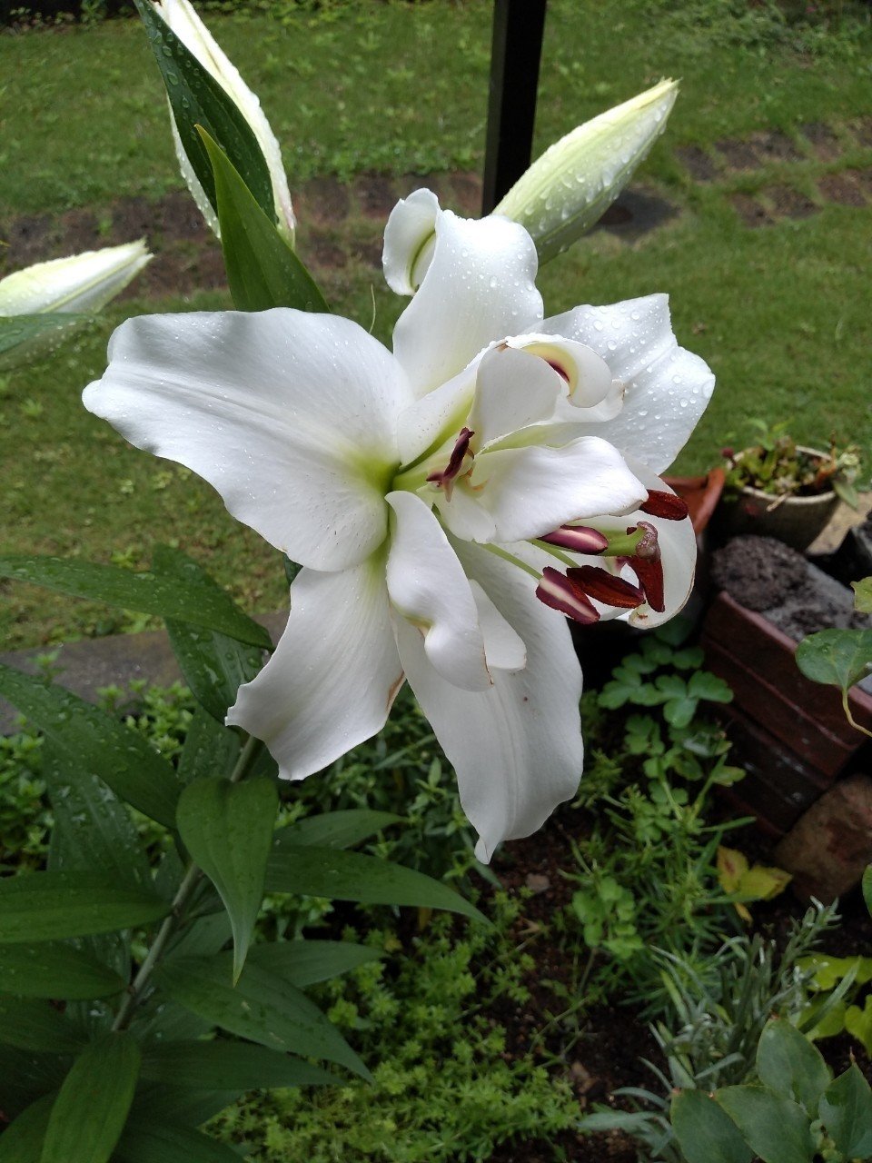 カサブランカが咲いた キリンモドキ Note