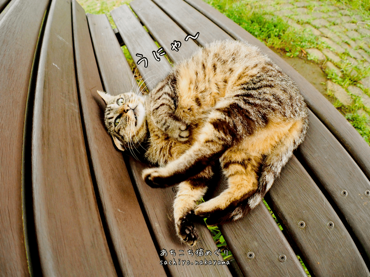 うだうだ上手 猫写真家 中山祥代 Note うだうだ上手 猫写真家 中山祥代 Note