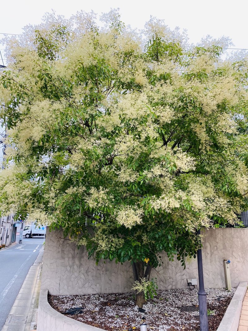 木実の名は 7 世界樹でカブトムシでバットでラケットなシマトネリコはいまが花盛り さとなお 佐藤尚之 Note