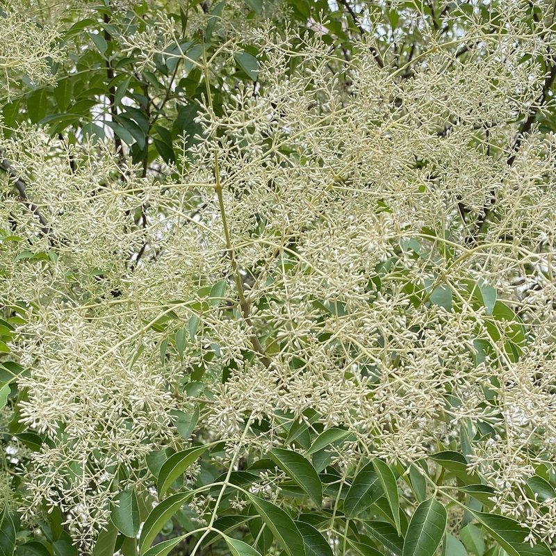 木実の名は 7 世界樹でカブトムシでバットでラケットなシマトネリコはいまが花盛り さとなお 佐藤尚之 Note