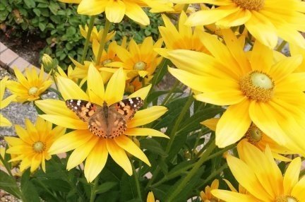 蝶々が遊びに来てました。お花はちょっと微笑んで、知らぬふりして見てました。それに気づかず蝶々は、美味しく蜜を飲みました。