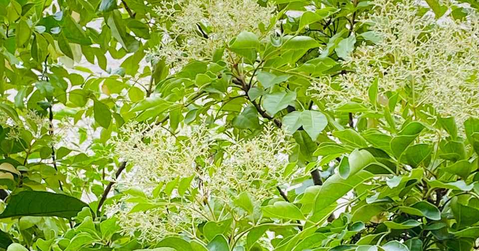 木実の名は 7 世界樹でカブトムシでバットでラケットなシマトネリコはいまが花盛り さとなお 佐藤尚之 Note
