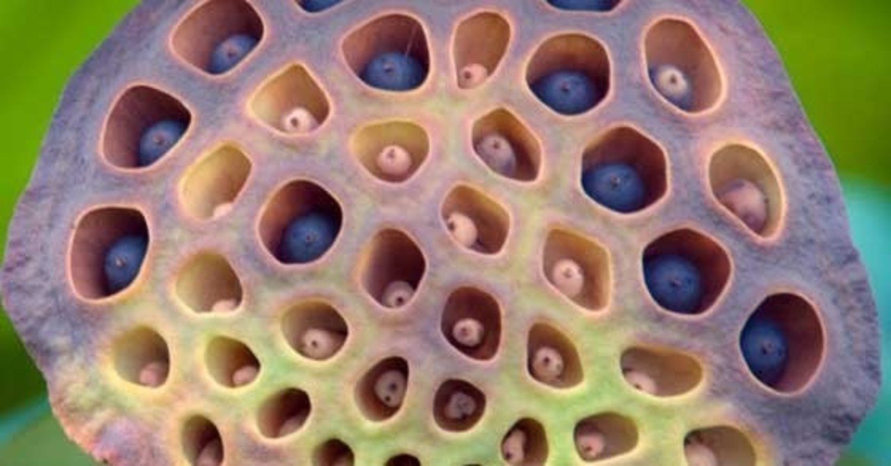 118 絶対に見ないでください 蓮コラ画像を並べてみた 丸武群 峮峮 チュンチュン 応援note Note 118 絶対に見ないでください 蓮コラ画像を並べてみた 丸武群 峮峮 チュンチュン 応援note Note