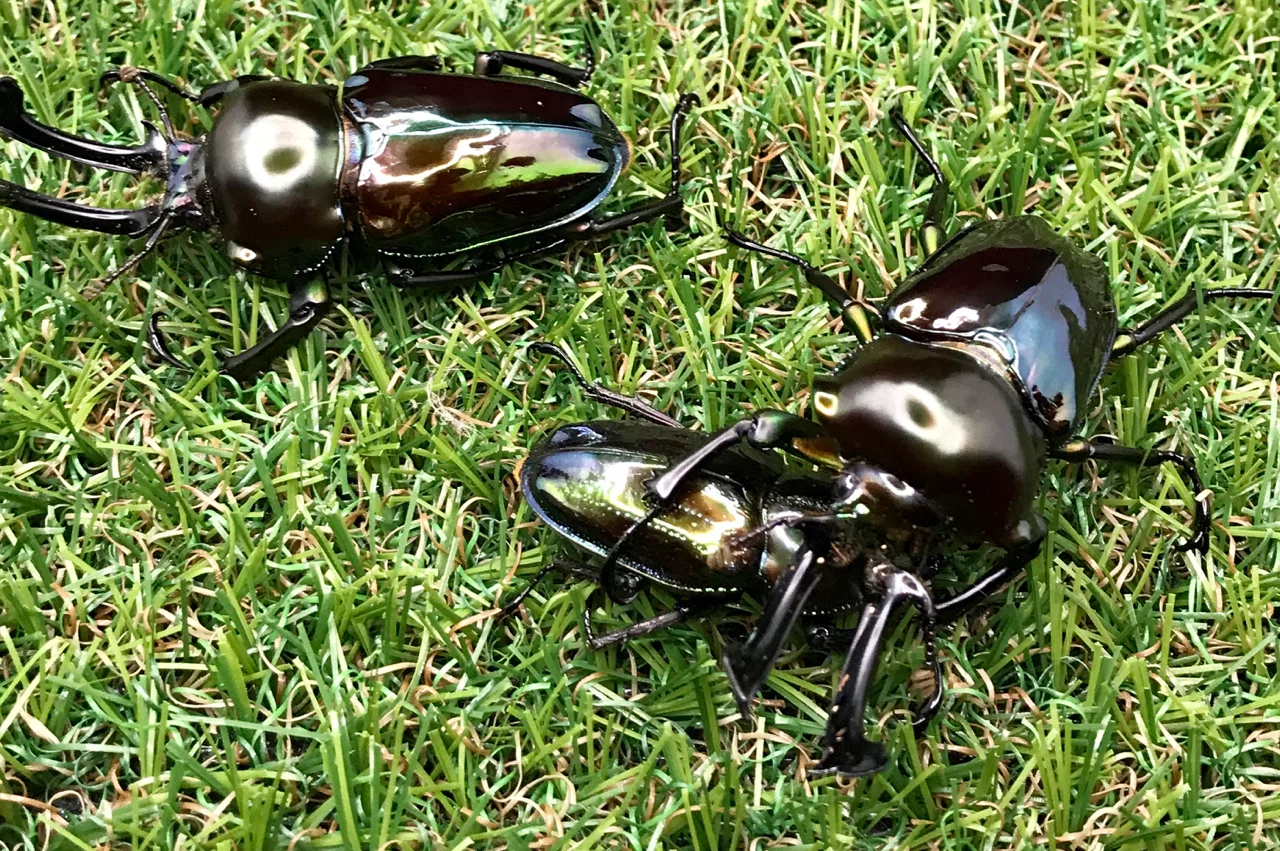 昆虫用品 極上！黒アワビタケ菌糸瓶【12本】ニジイロクワガタに抜群
