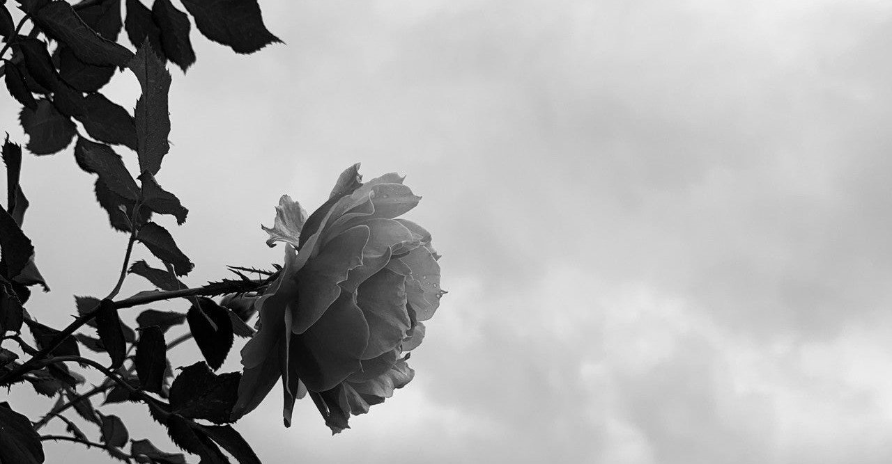 モノクロ 白黒 グレースケール の意味と違いとは しばあき Note モノクロ 白黒 グレースケール の意味と違いとは しばあき Note