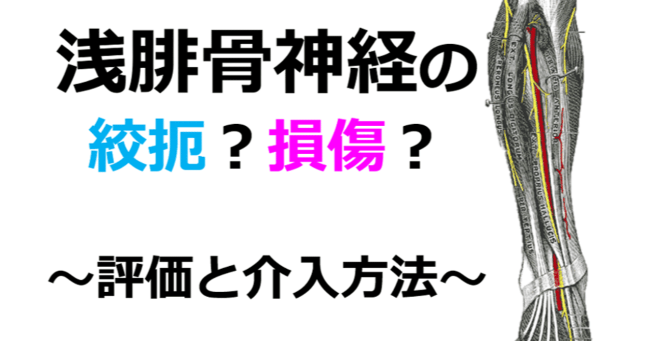 浅腓骨神経の絞扼 損傷 評価と介入方法を考える Y K Note