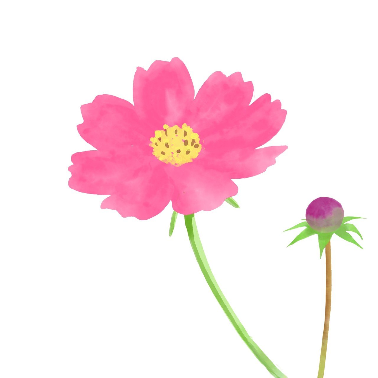 Adobe Frescoを使ってみる８ 水彩でコスモスの花を描く Rmia Note