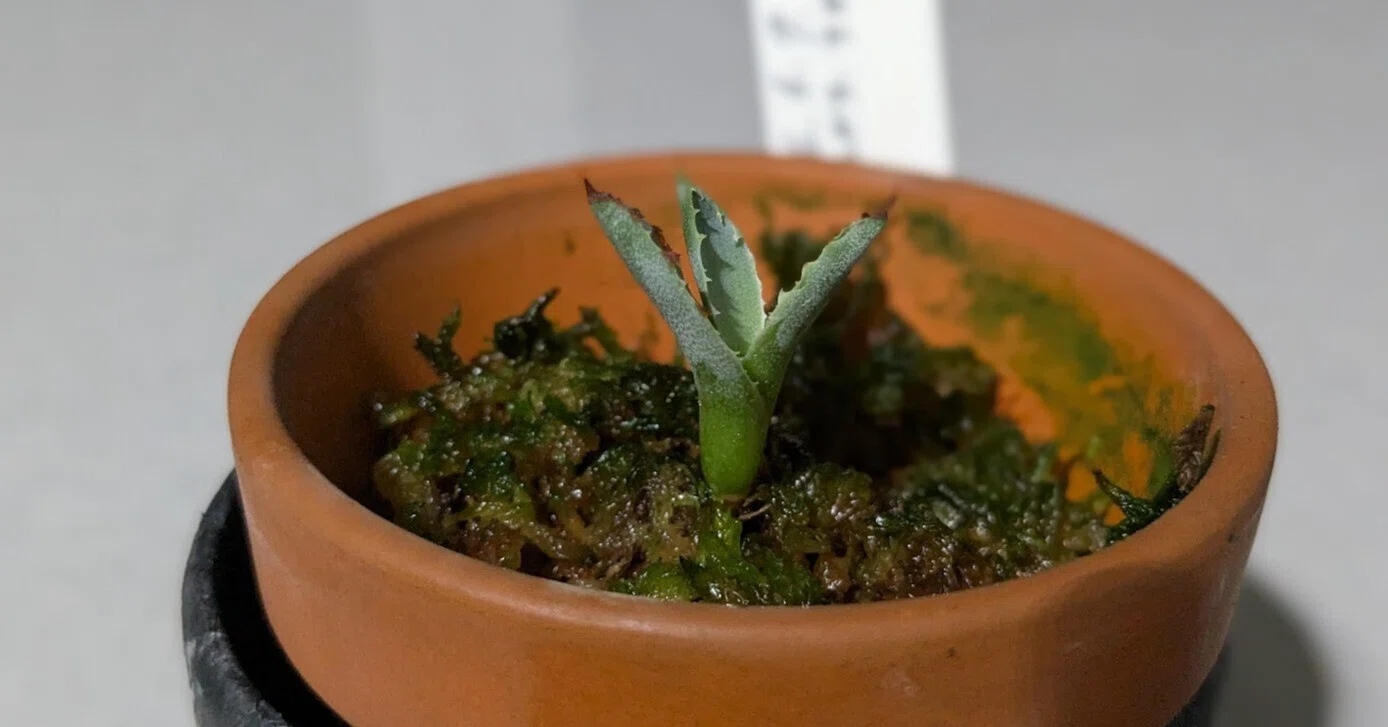 兄から貰ったアガベの苗を水苔から土栽培へ。小さなアガベの「鉢上げ