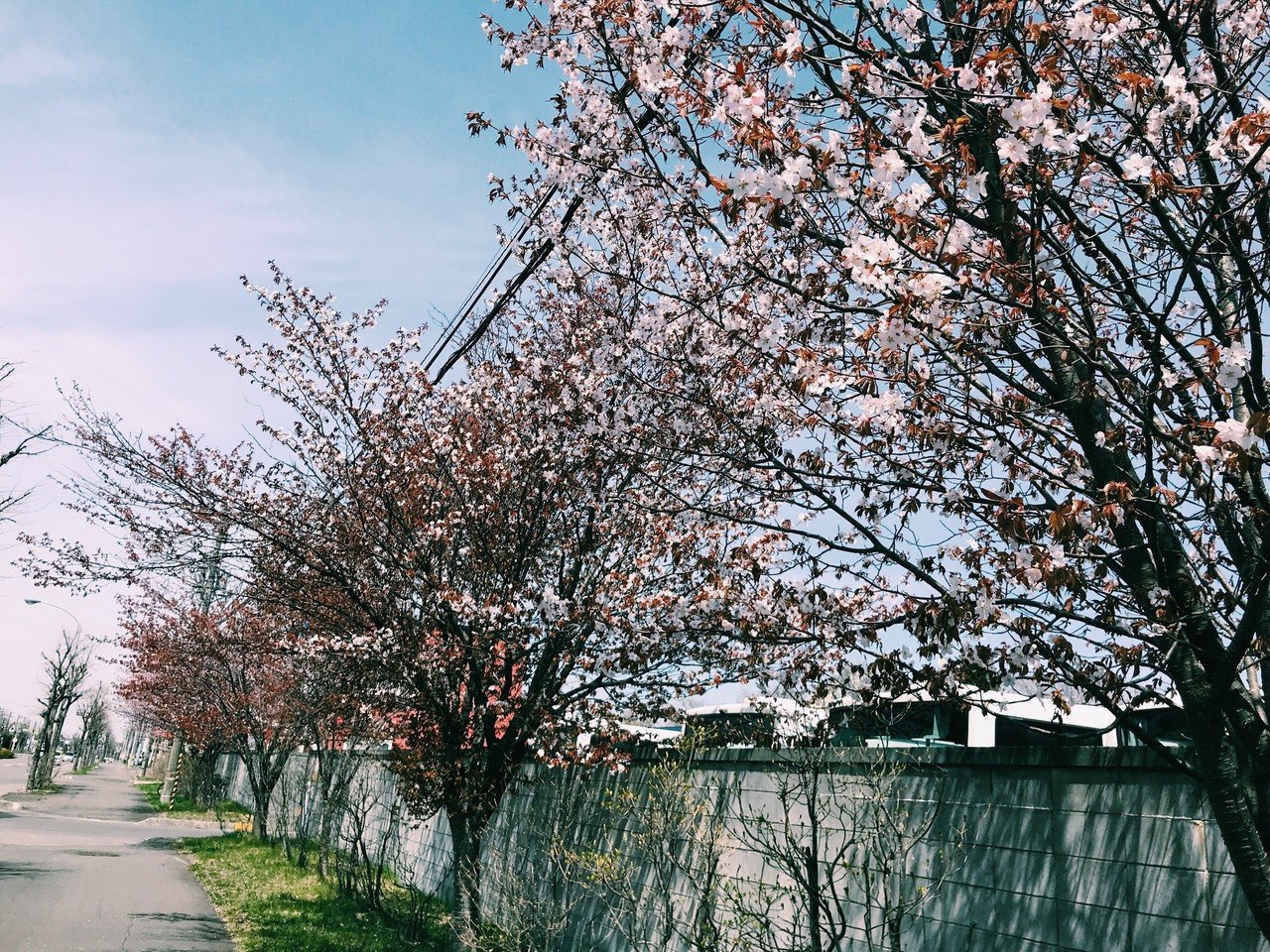 桜はきれいだ 桜はうつくしい ただそこに在るだけで春をおしえてくれる 桜は儚い 桜は散った 名前 も知らない街路樹に溶け込んで日常になる 夏がきた もう誰も桜に気づかない ほないもこ Note