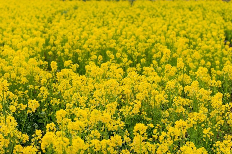 黄色い花が一面に広がる菜の花畑