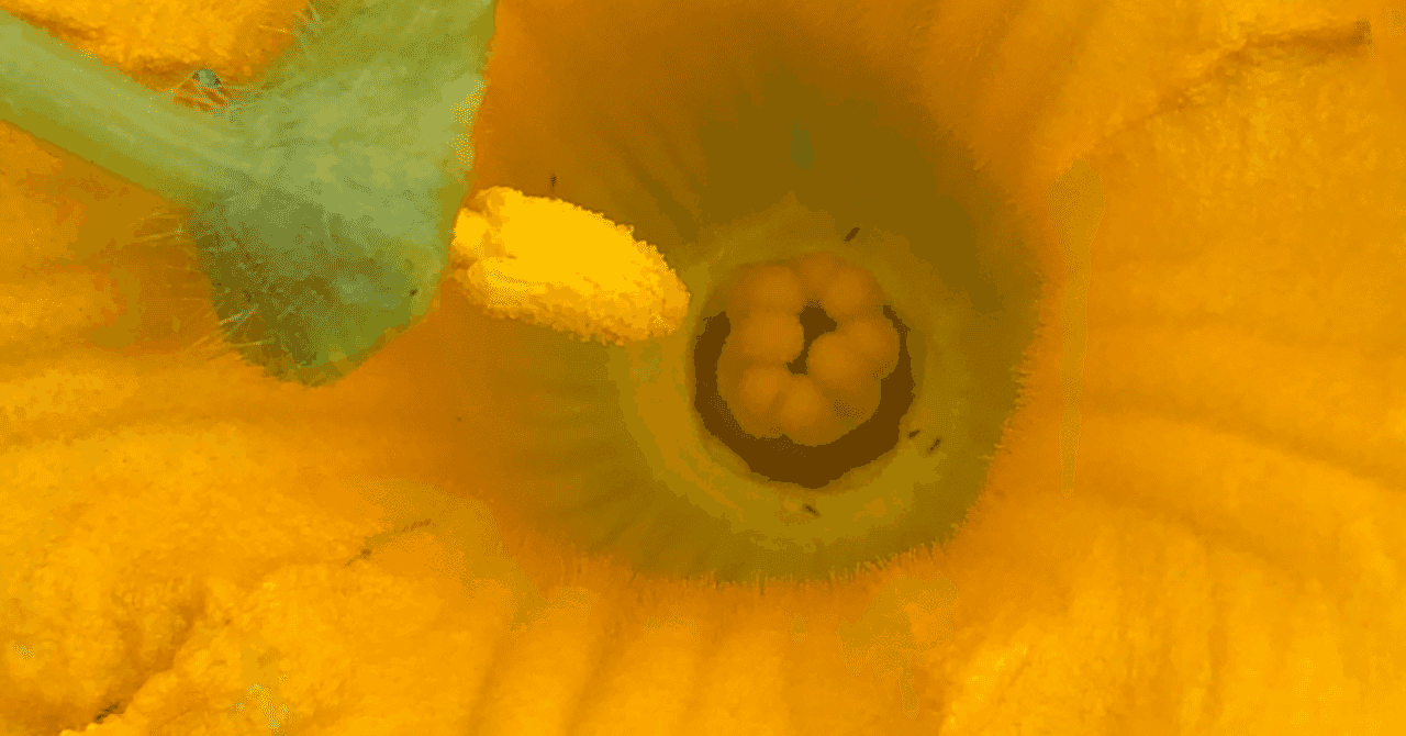 人工受粉 の新着タグ記事一覧 Note つくる つながる とどける