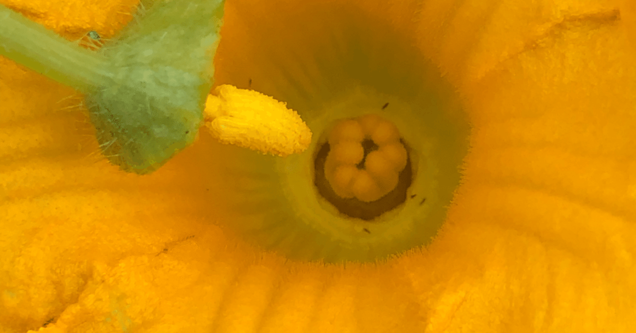 家庭菜園 カボチャ人工受粉 いくざん Note 家庭菜園 カボチャ人工受粉 いくざん Note