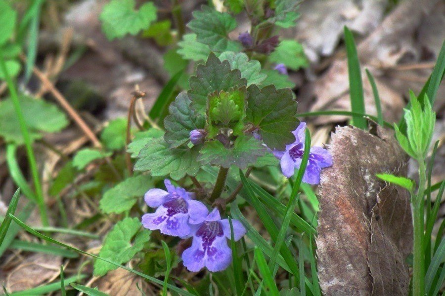 160426|カイエ VIII