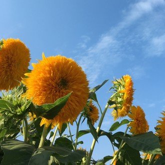 今日より明日は良い自分