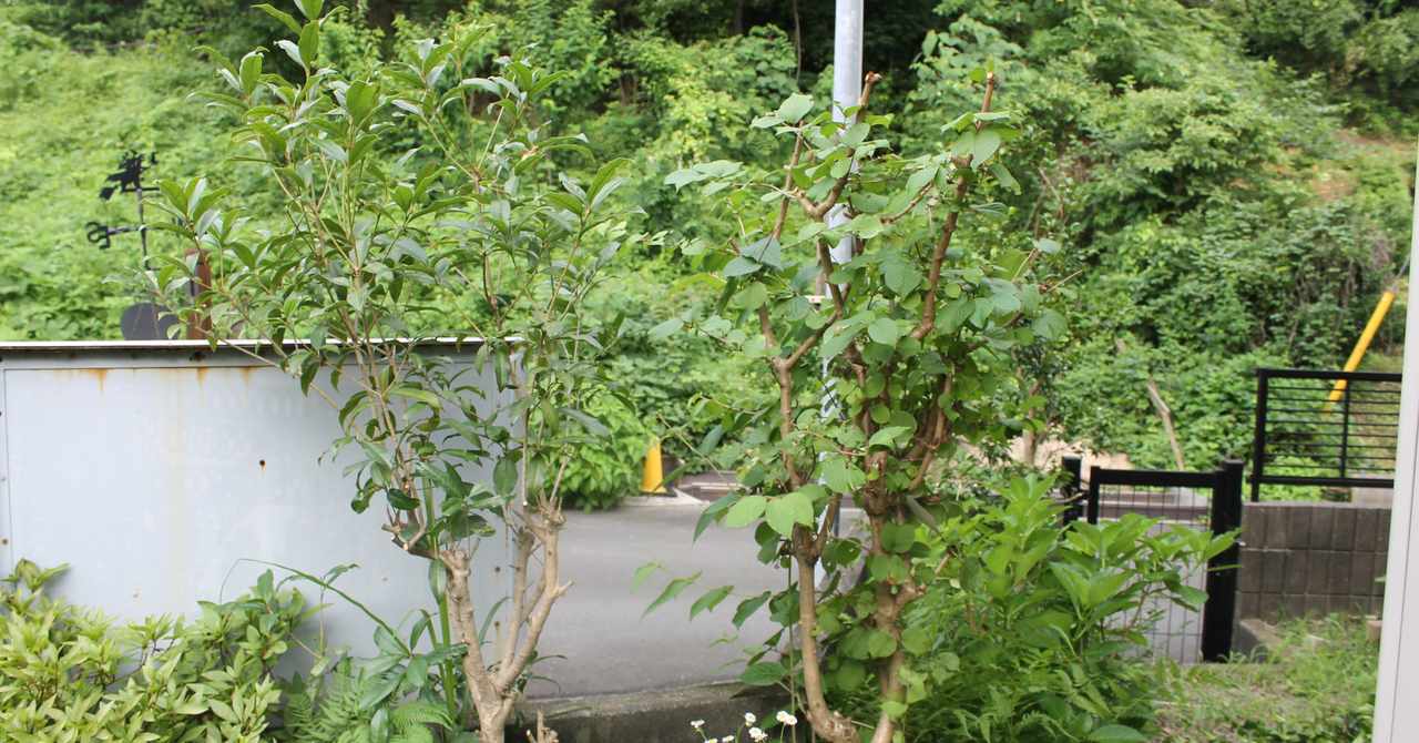 オオデマリ の新着タグ記事一覧 Note つくる つながる とどける