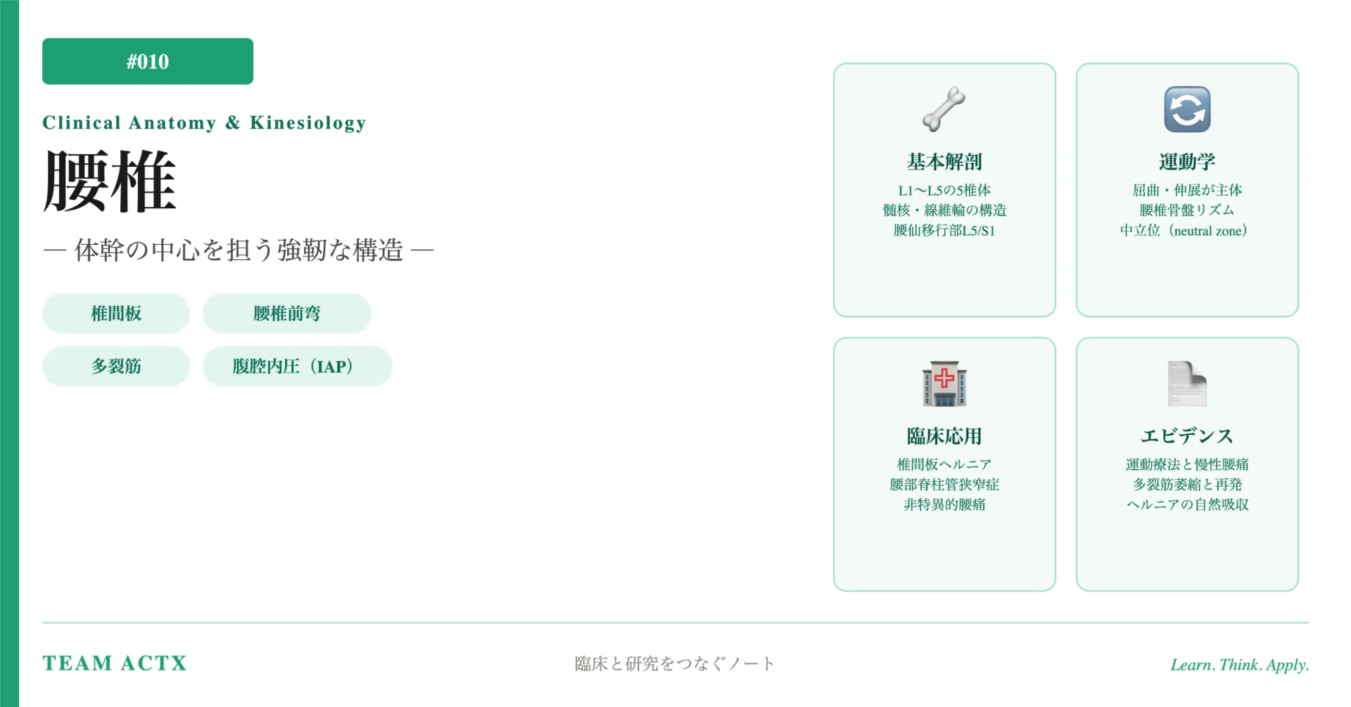 010 腰椎 ― 体幹の中心を担う強靭な構造 ―｜臨床と研究をつなぐnote